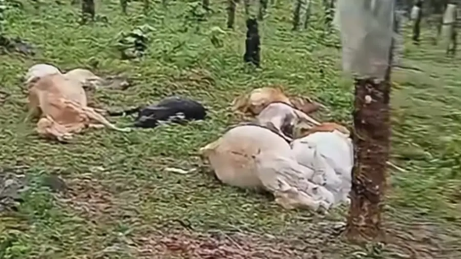 Cheruvally estate cows