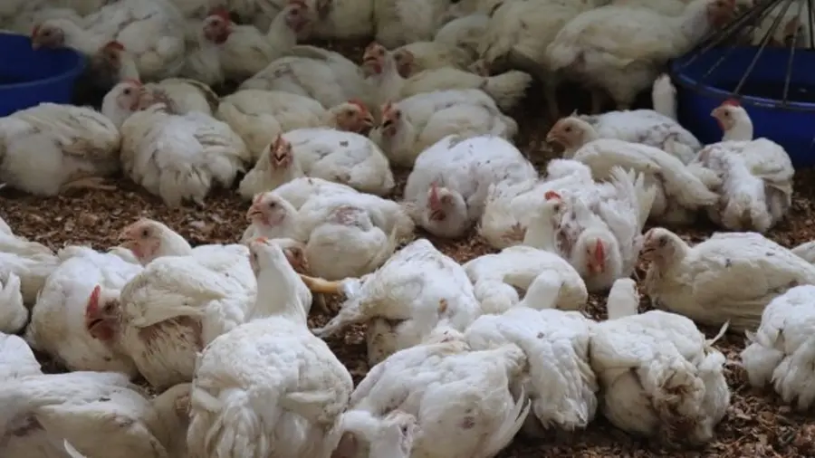 Chicken.jpg