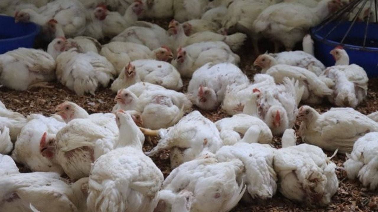 Chicken.jpg