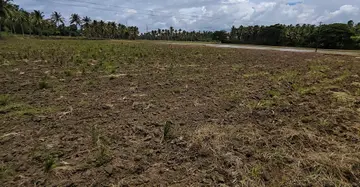 ചിറ്റൂർ പ്രദേശത്ത് നെൽപ്പാടം വരണ്ടുണങ്ങിയനിലയിൽ