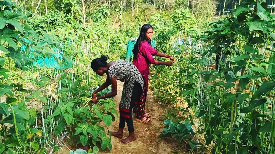 Cholavayal’s Collective Farming.jpg