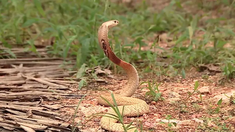 Cobra Snake