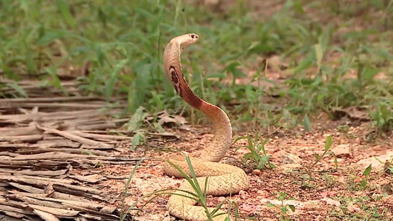 Cobra Snake