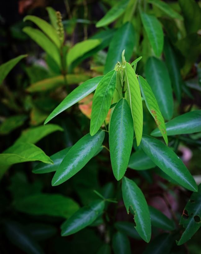 Codariocalyx motorius