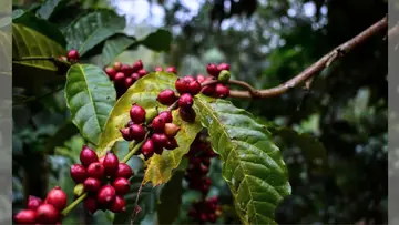 Coffee Wayanad