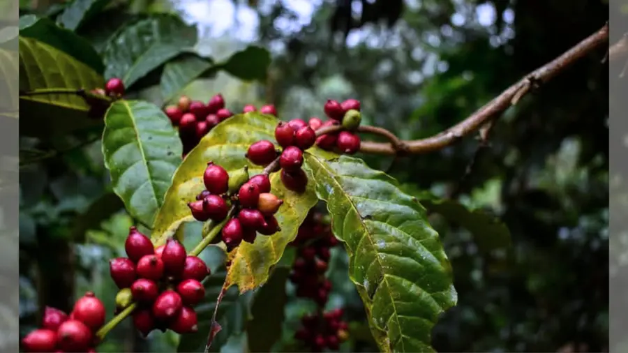 Coffee Wayanad