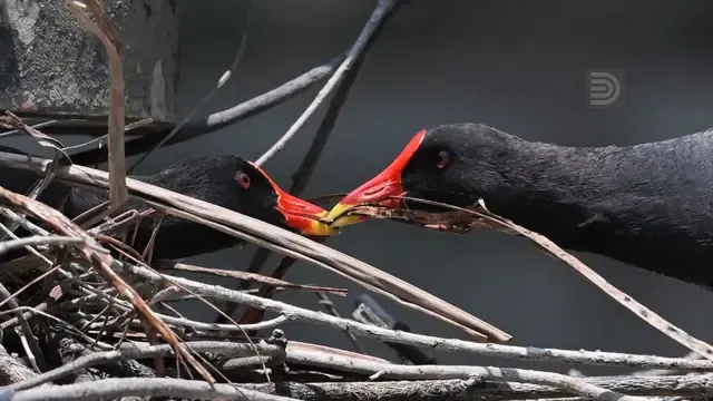 Common moorhen bird patta kozhi.jpg