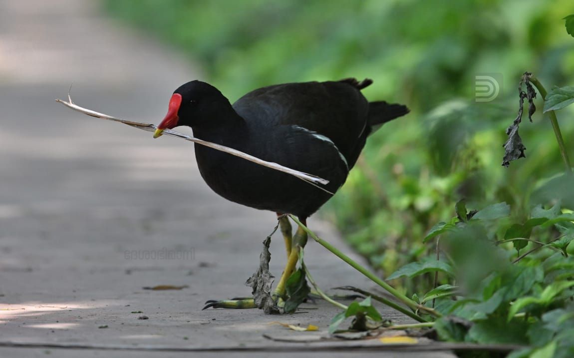 Common moorhen bird patta kozhi 1.jpeg