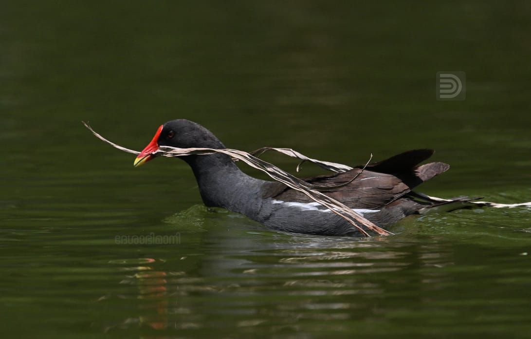 Common moorhen bird patta kozhi