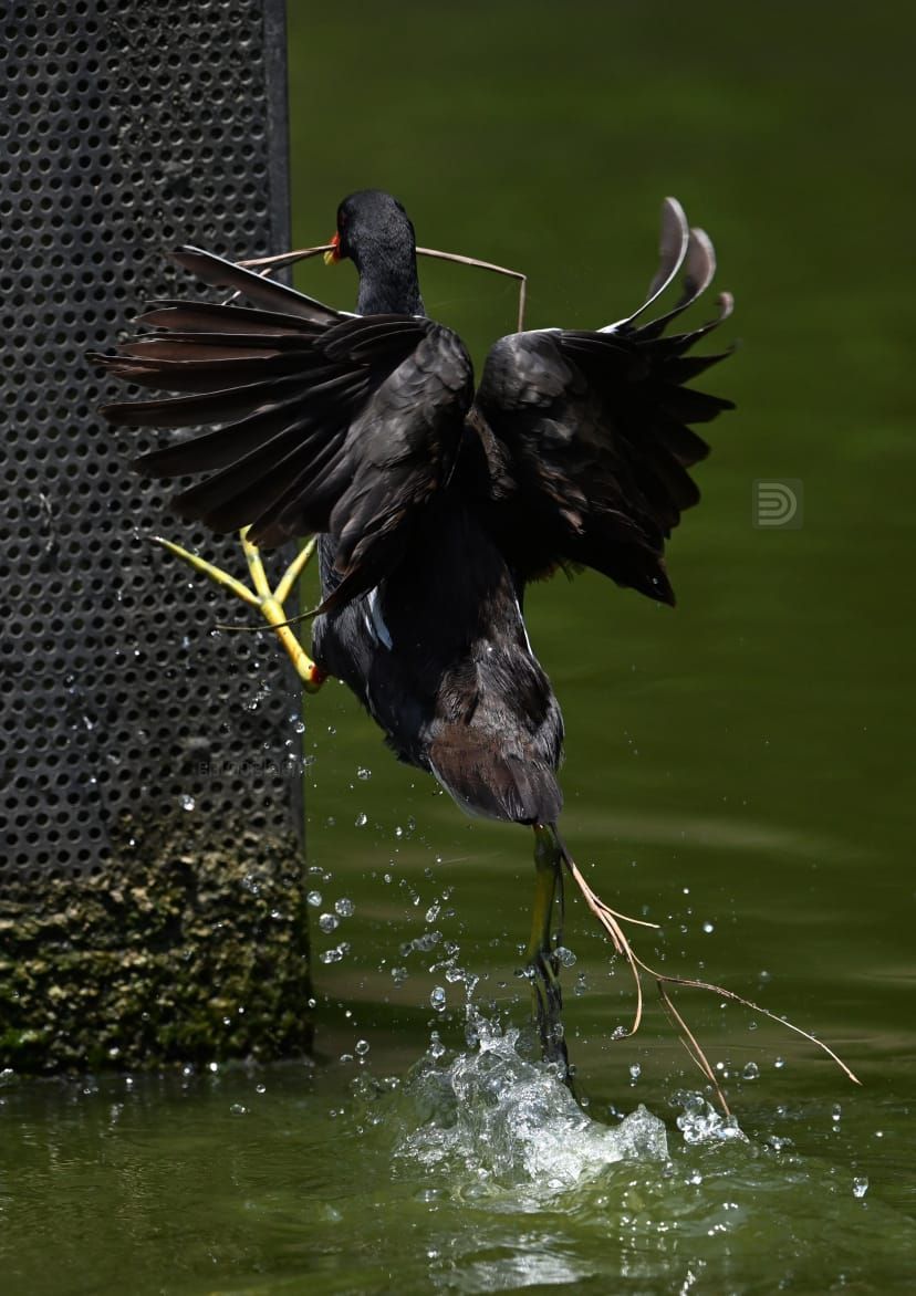 Common moorhen bird patta kozhi 3.jpeg