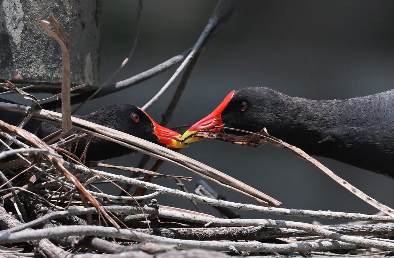 Common moorhen bird patta kozhi 4.jpeg