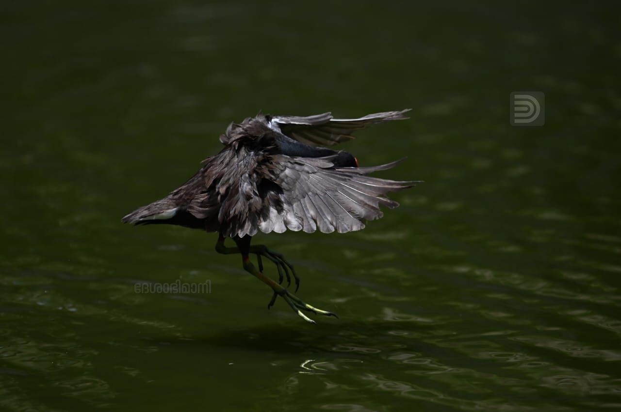 Common moorhen bird patta kozhi 5.jpeg