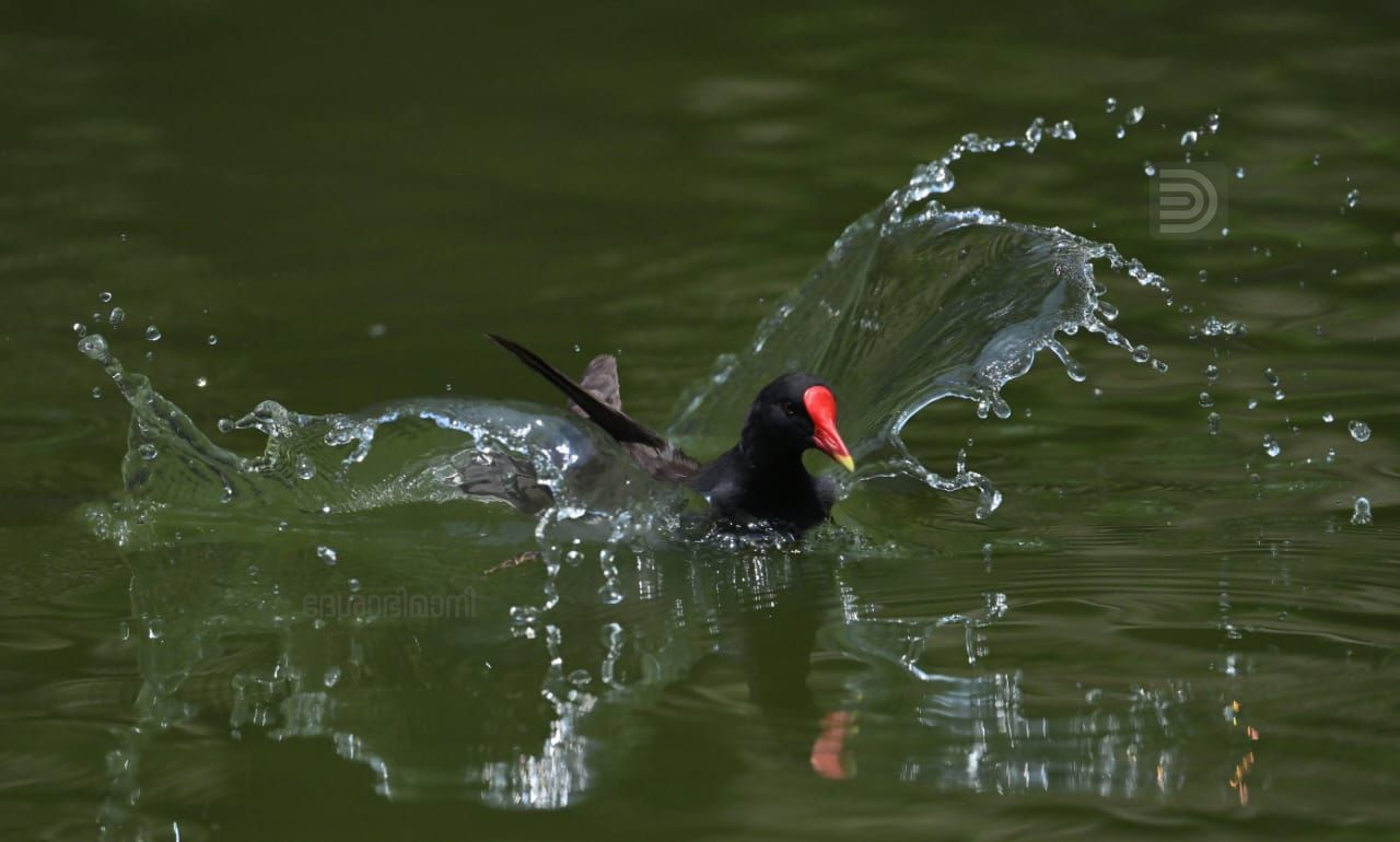 Common moorhen bird patta kozhi 6.jpeg