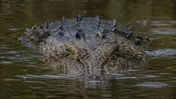 Crocodile attack