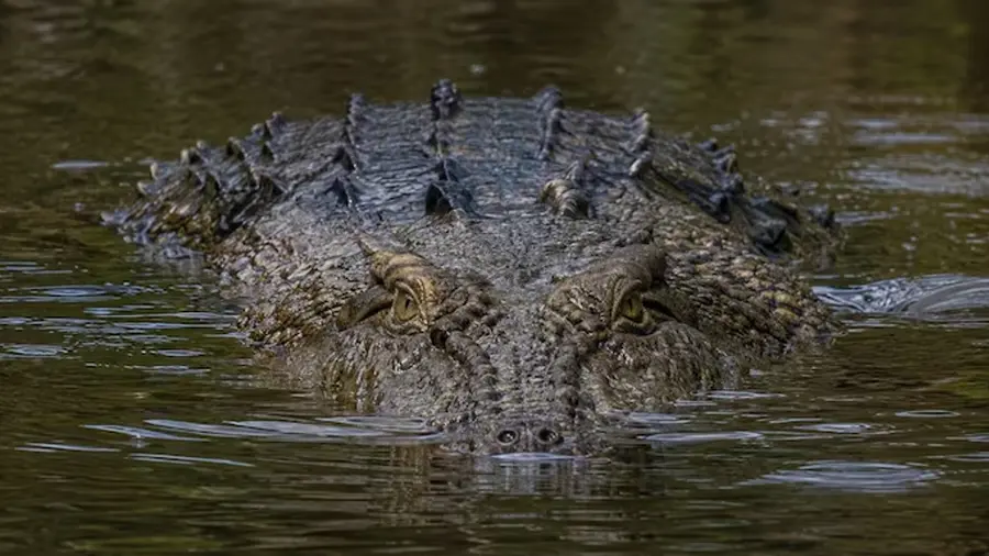 Crocodile  attack
