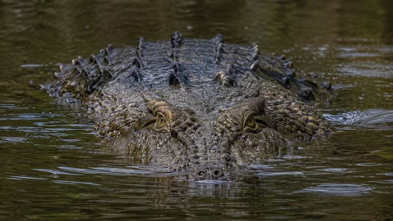 Crocodile  attack