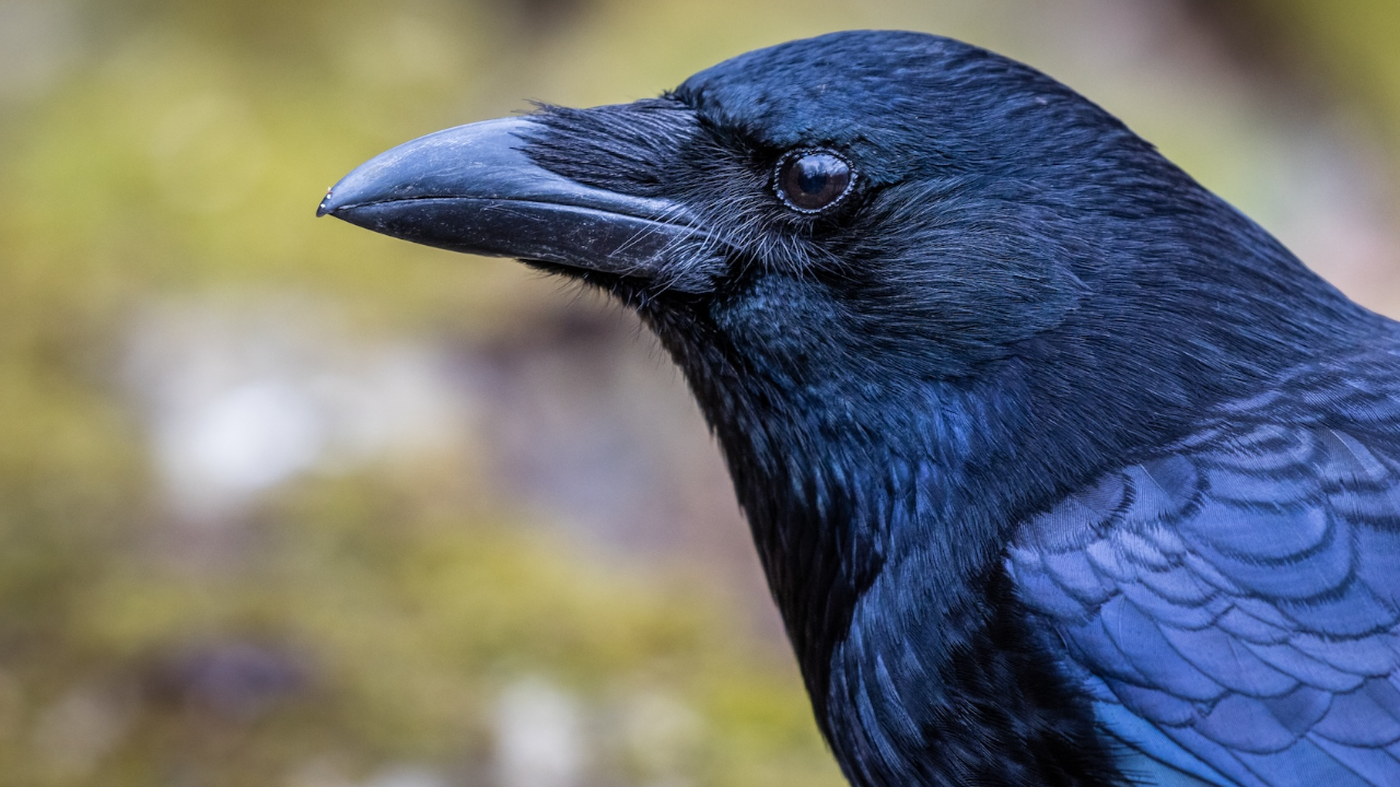 Crow