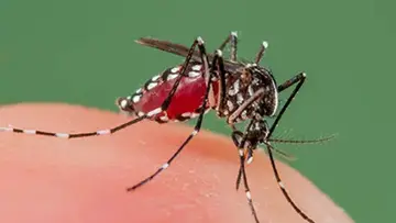 DENGUE
