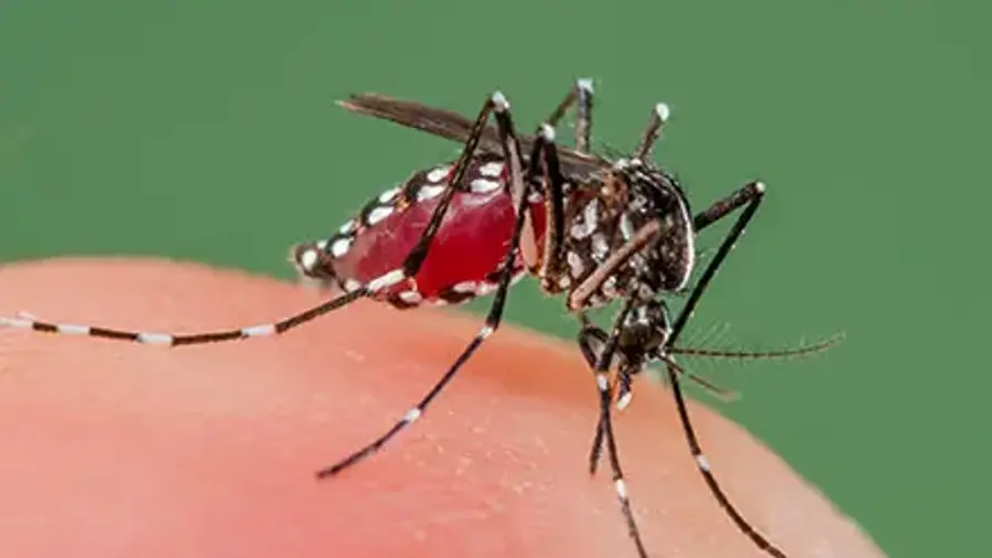 DENGUE