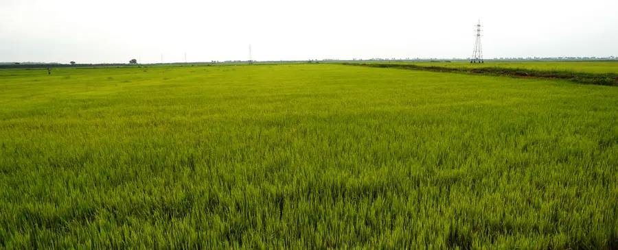 കോൾപ്പാടം (ഫയല്‍ ചിത്രം)