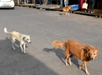 ശക്തൻ മാർക്കറ്റ് പരിസരത്ത് അലഞ്ഞുതിരിയുന്ന തെരുവ്‌ നായകൾ 
