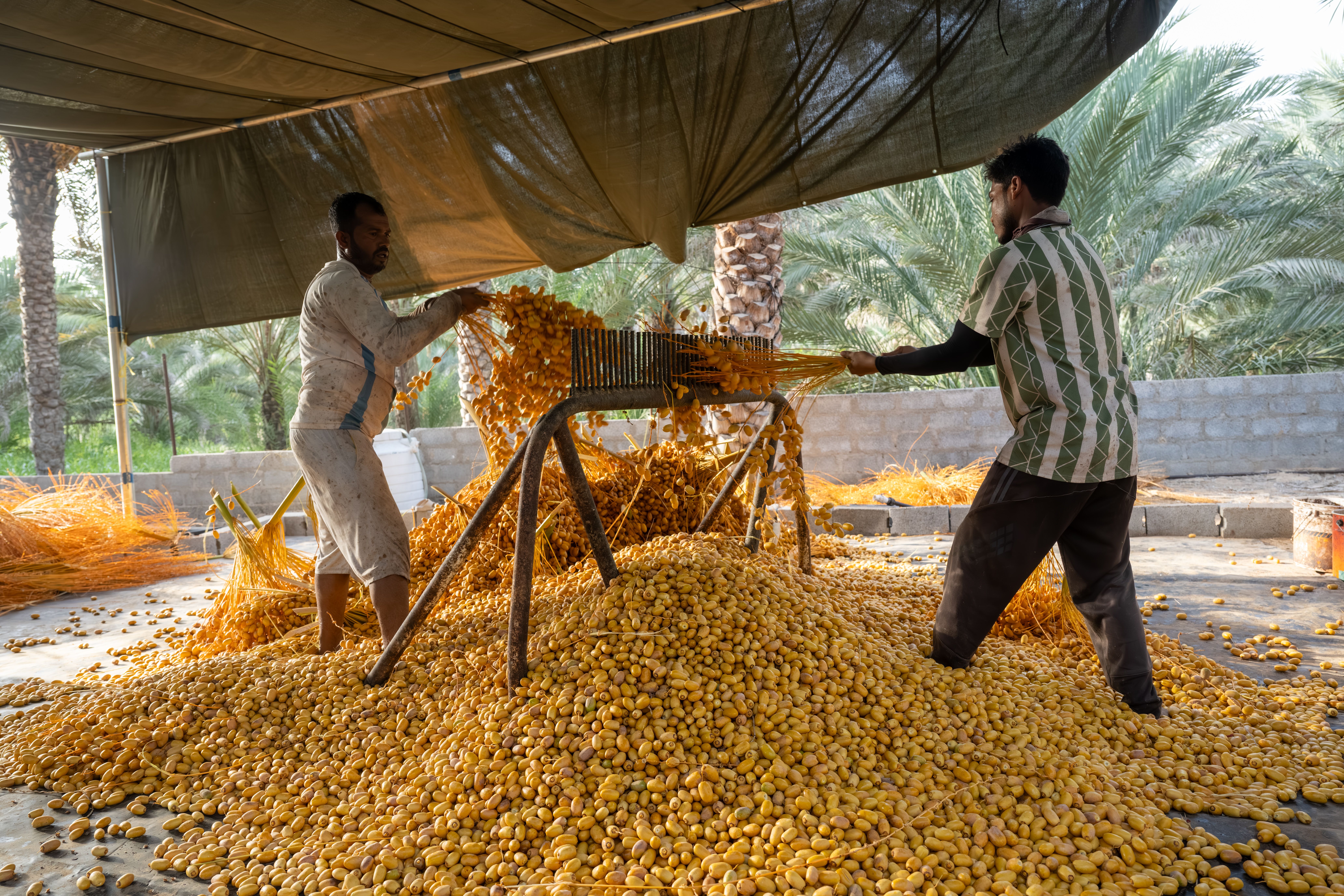 Omandateharvest