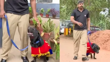 Dog.jpg
