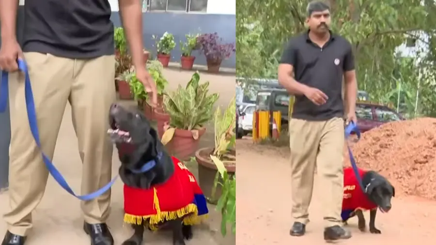 Dog.jpg
