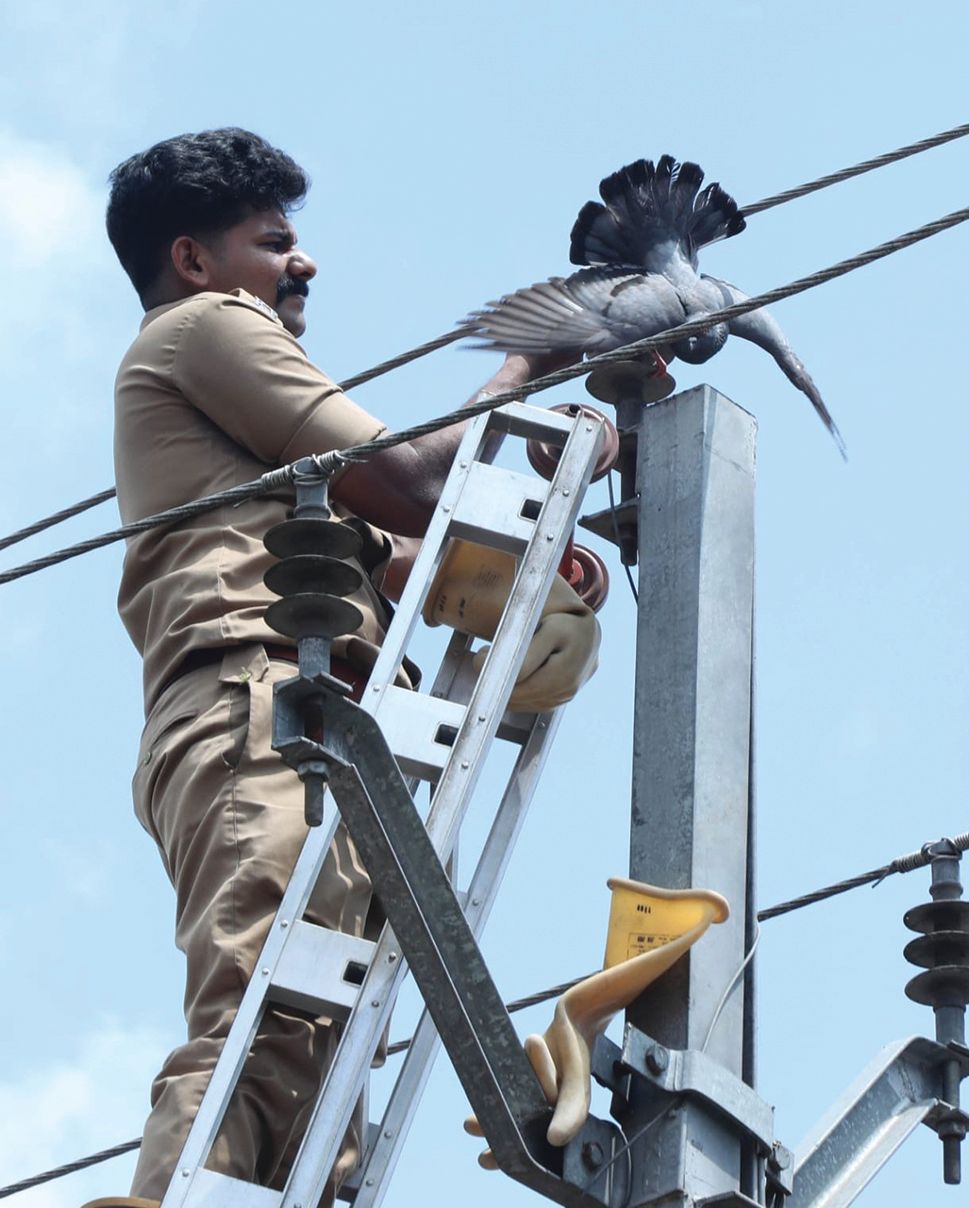 വൈദ്യുതി കമ്പിയിൽ കുടുങ്ങിയ പ്രാവിനെ  അഗ്‌നിരക്ഷാസേനാംഗം രക്ഷപ്പെടുത്തുന്നു