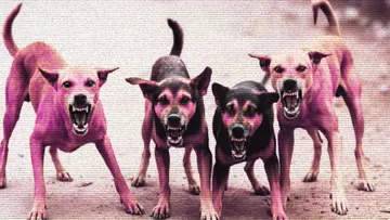 Stray Dog