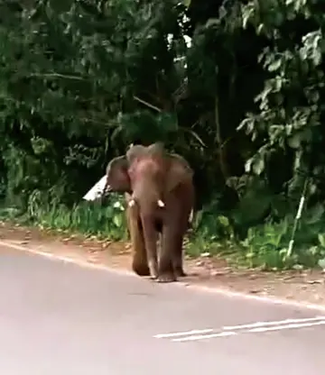 വെറ്റിലപ്പാറയില്‍ പരിഭ്രാന്തി പരത്തിയ കാട്ടാന