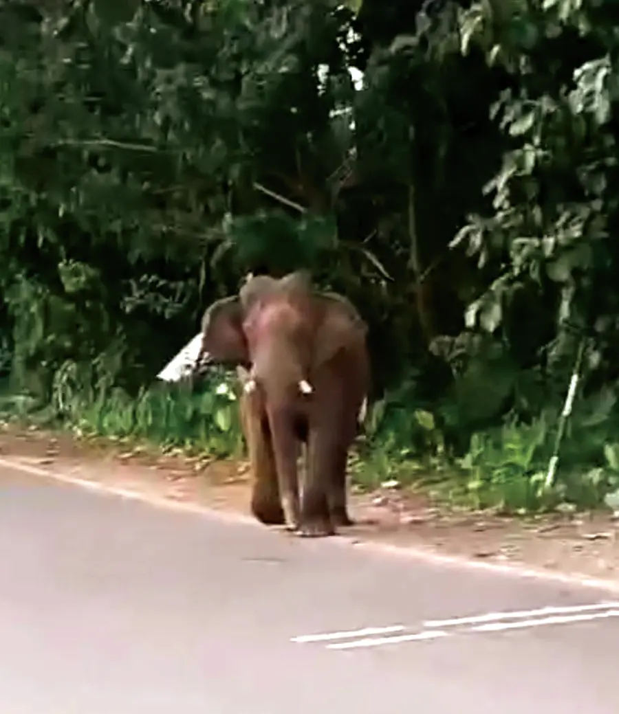 വെറ്റിലപ്പാറയില് പരിഭ്രാന്തി പരത്തിയ കാട്ടാന