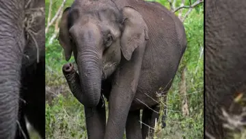 ELE