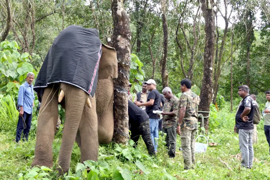  കാലില്‍ മുറിവേറ്റ കാട്ടനയെ മയക്കുവെടി വച്ച് ചികിത്സ നൽകുന്നു