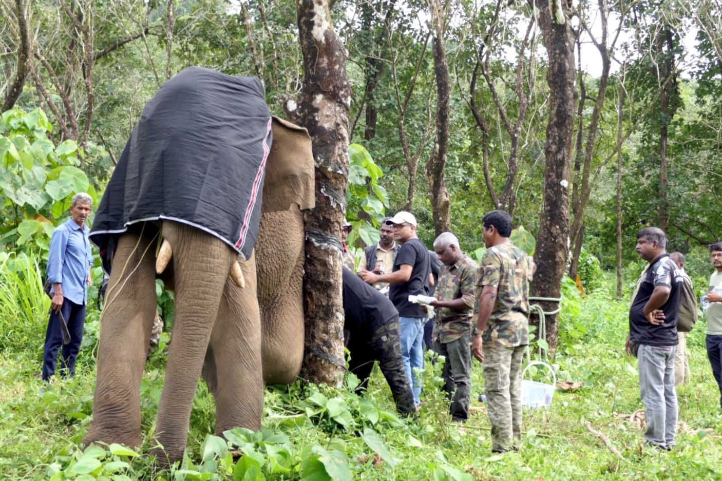  കാലില്‍ മുറിവേറ്റ കാട്ടനയെ മയക്കുവെടി വച്ച് ചികിത്സ നൽകുന്നു
