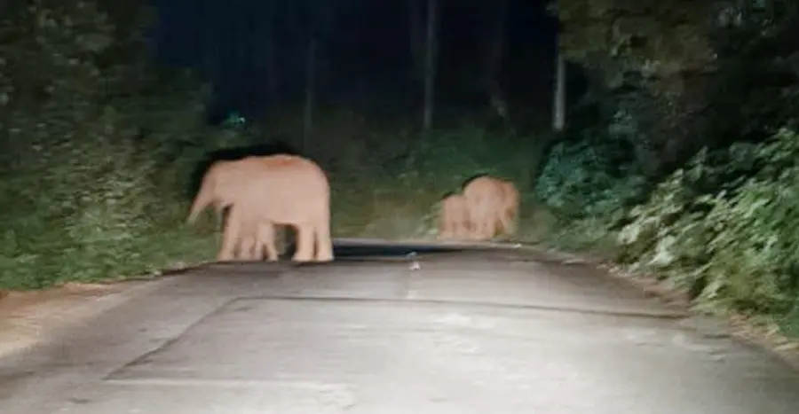 കാട്ടാനകൾ 