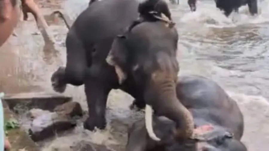 ELEPHANT