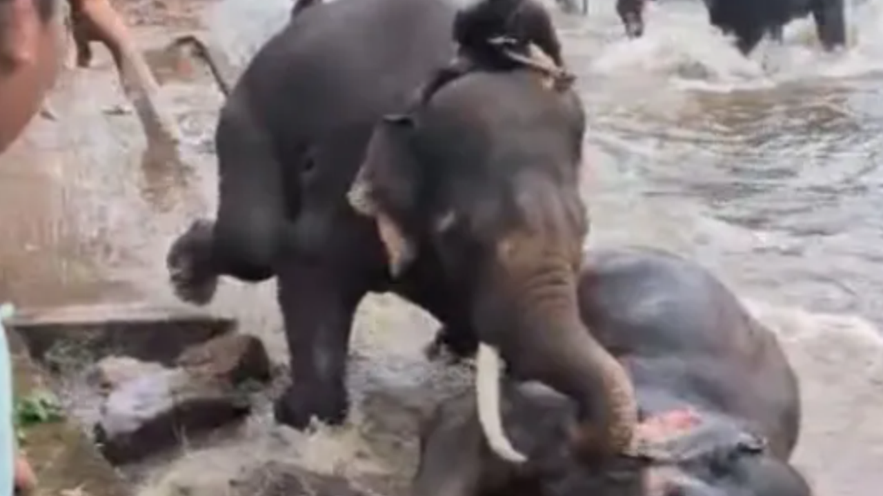 ELEPHANT