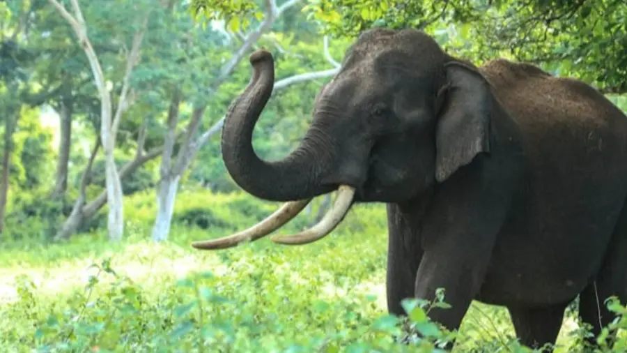 ELEPHANT