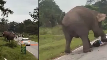 ELEPHANT ATTACK