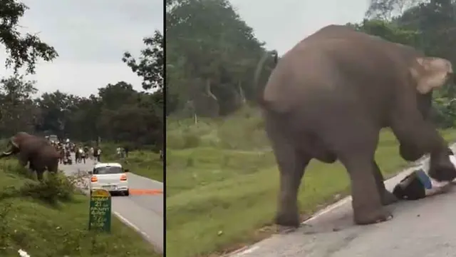 ELEPHANT ATTACK