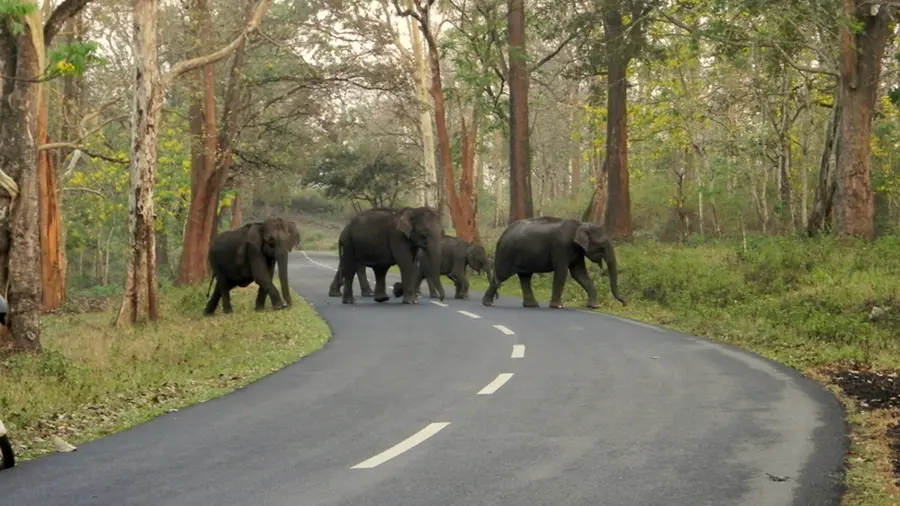 Elephant.jpg