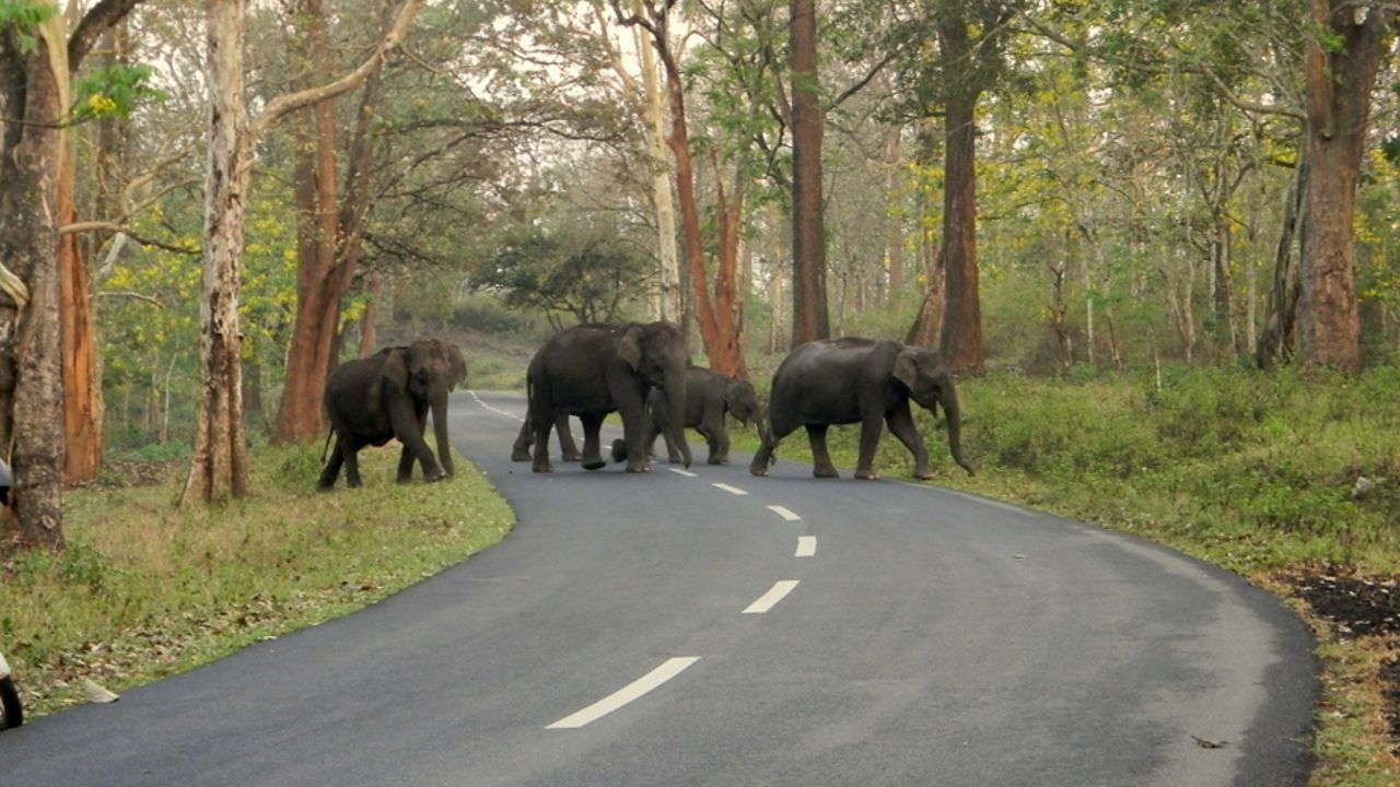 Elephant.jpg