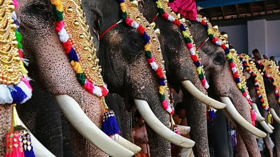 Elephant.jpg
