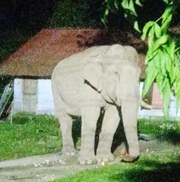 ചാപ്പക്കാലൻ ആന ബാങ്ക് പാടിയിൽ നിലയുറപ്പിച്ചപ്പോൾ