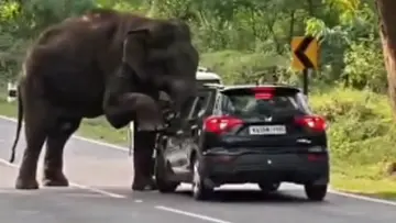 Elephant.jpg