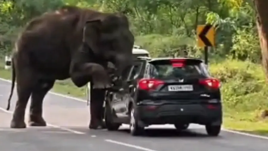 Elephant.jpg