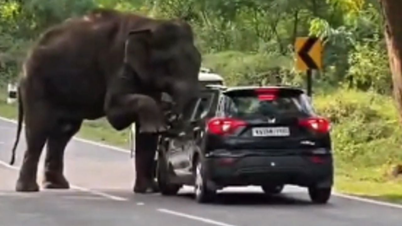 Elephant.jpg