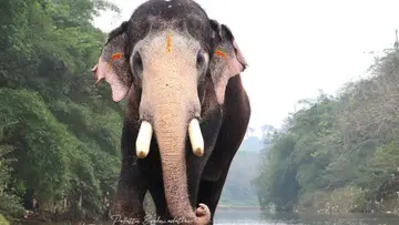 Elephant 'Pallattu Brahmadathan'.jpg