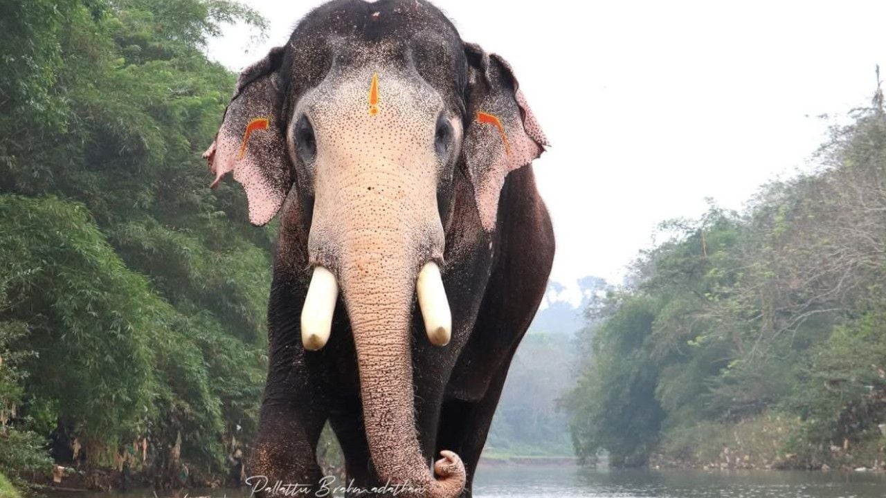 Elephant 'Pallattu Brahmadathan'.jpg